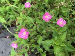 Image of rose evening primrose