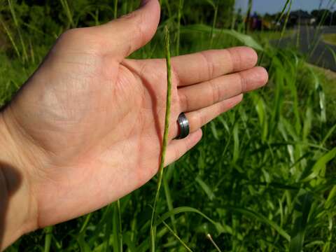 Image of itchgrass