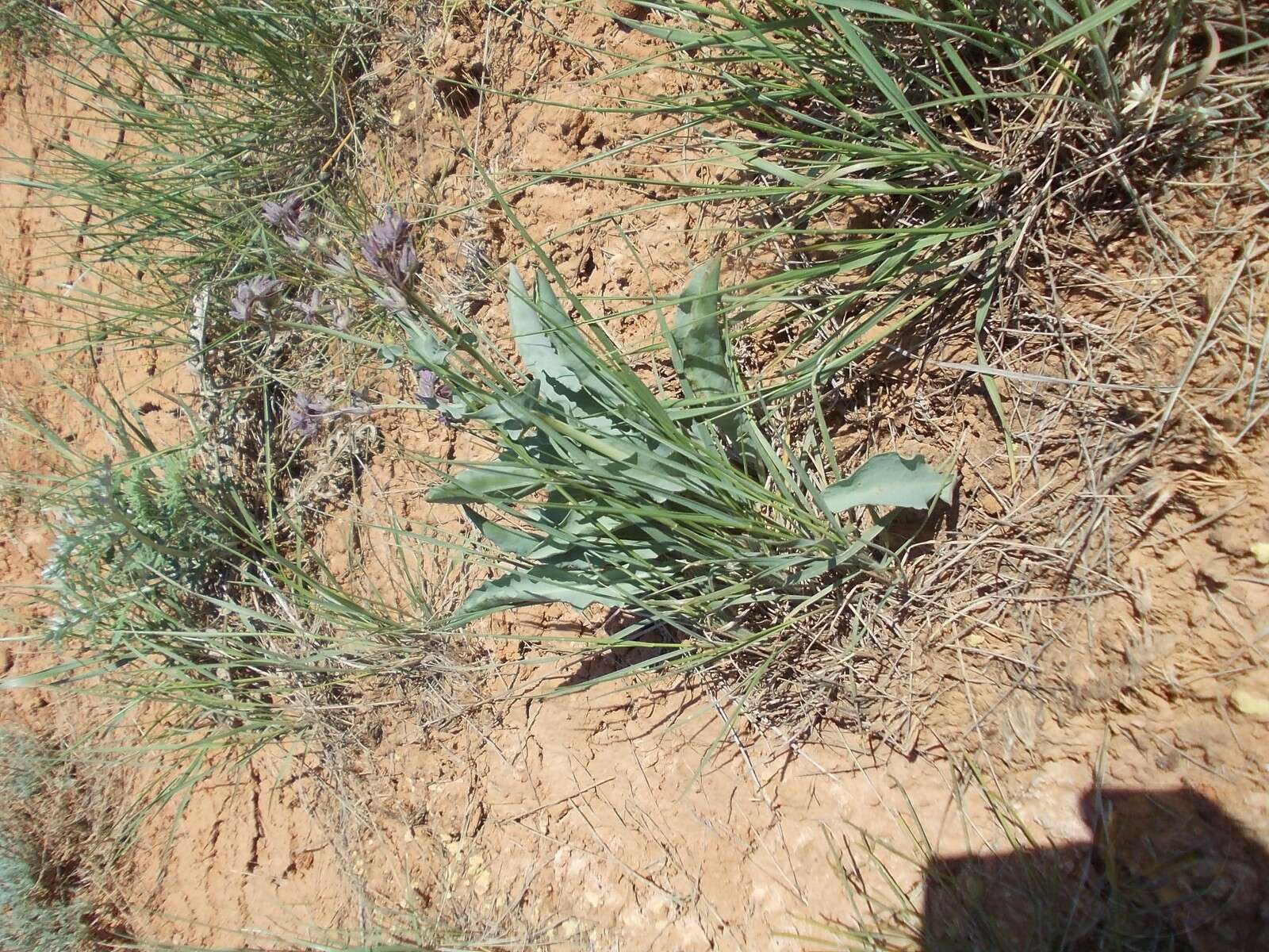 Image of Cynoglossum tetraspis (Pall.) W. Greuter & Burdet