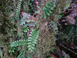 Image of chestnut scale spleenwort