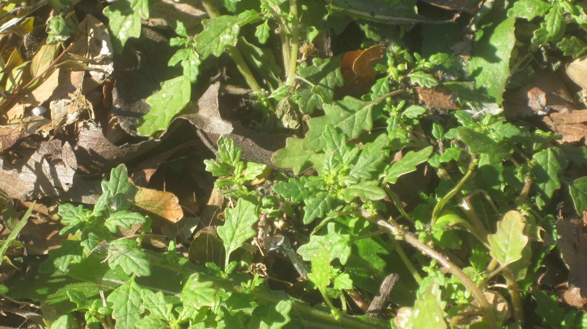 Image of clammy goosefoot