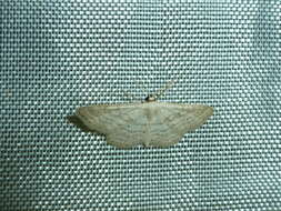 Image de Idaea elongaria Rambur 1833