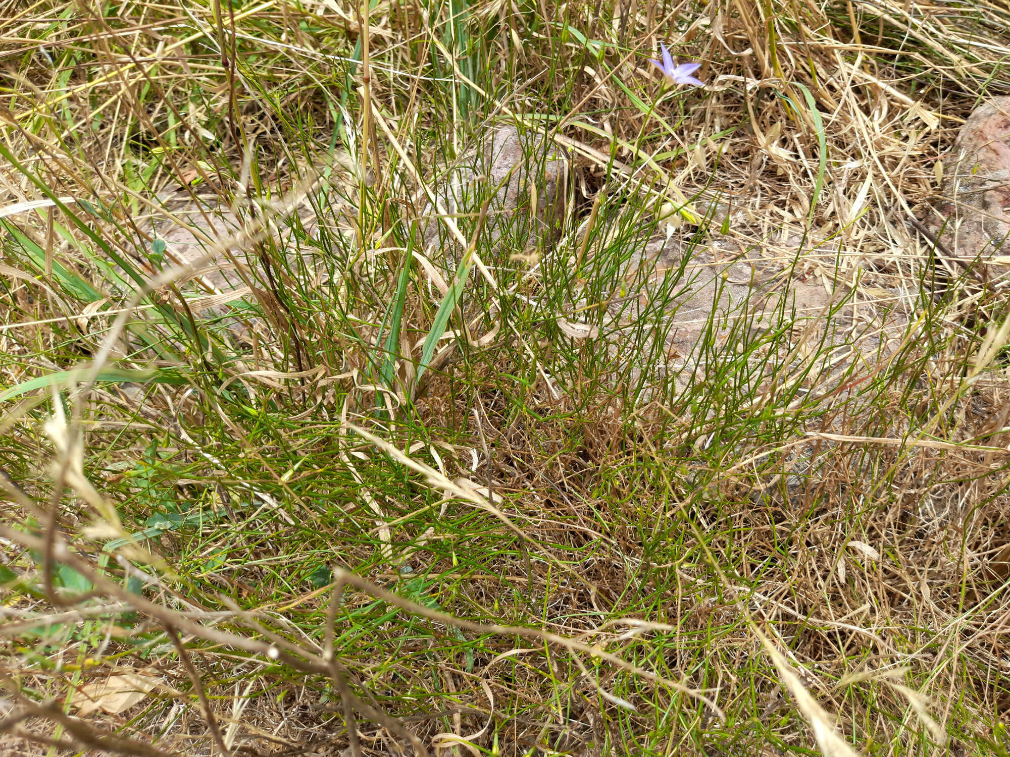 Imagem de Wahlenbergia luteola P. J. Sm.