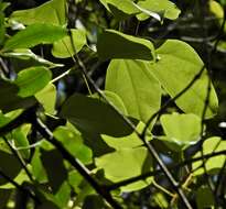 Image of Pachygone ovata (Poir.) J. D. Hook. & Thompson