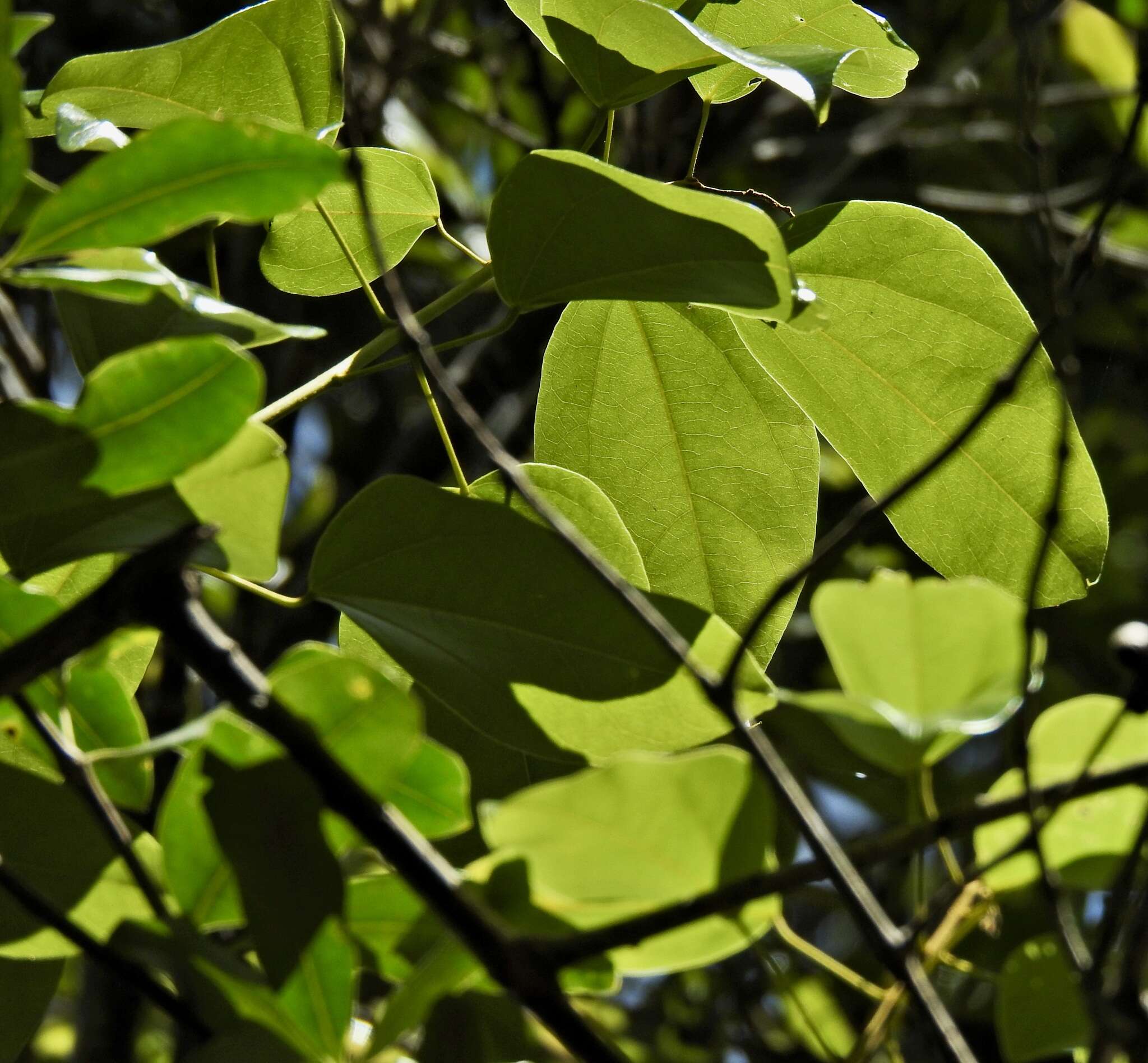 صورة Pachygone ovata (Poir.) J. D. Hook. & Thompson