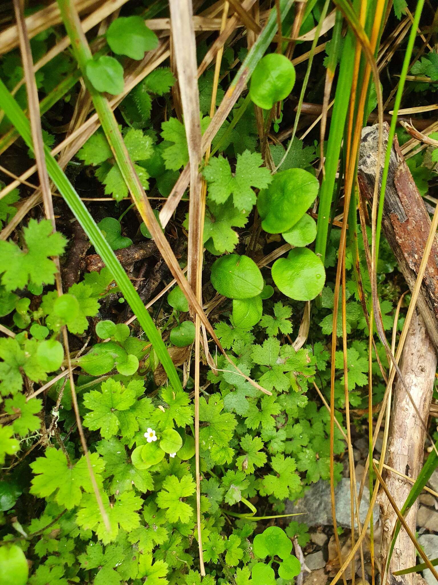 Imagem de Myosotis chaffeyorum Lehnebach