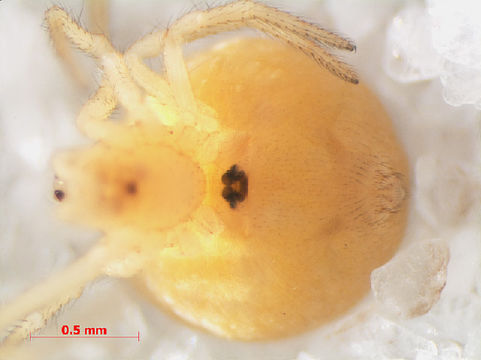 Image of <i>Paidiscura pallens</i> (Blackwall 1834)