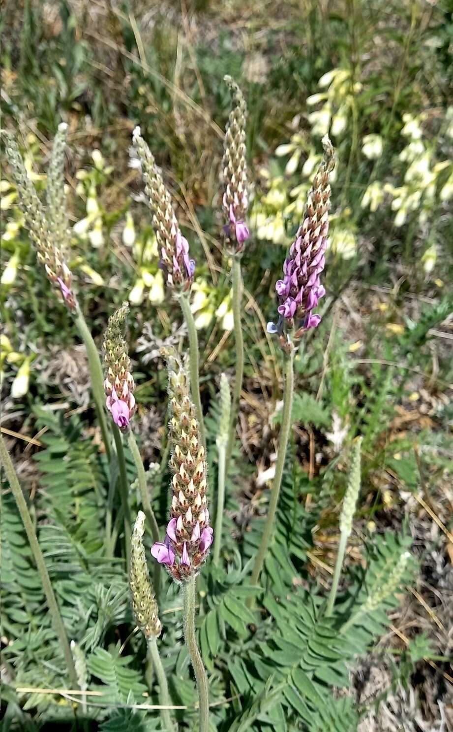 Image de Oxytropis spicata (Pall.) O. Fedtsch. & B. Fedtsch.