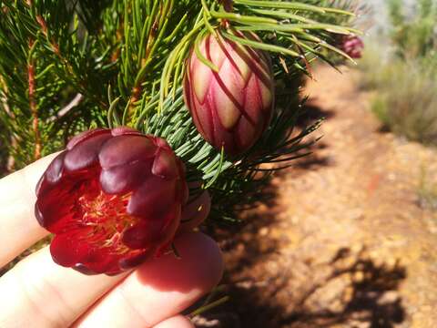 Image of Protea nana (Berg.) Thunb.