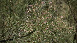 Imagem de Moringa peregrina (Forsk.) Fiori