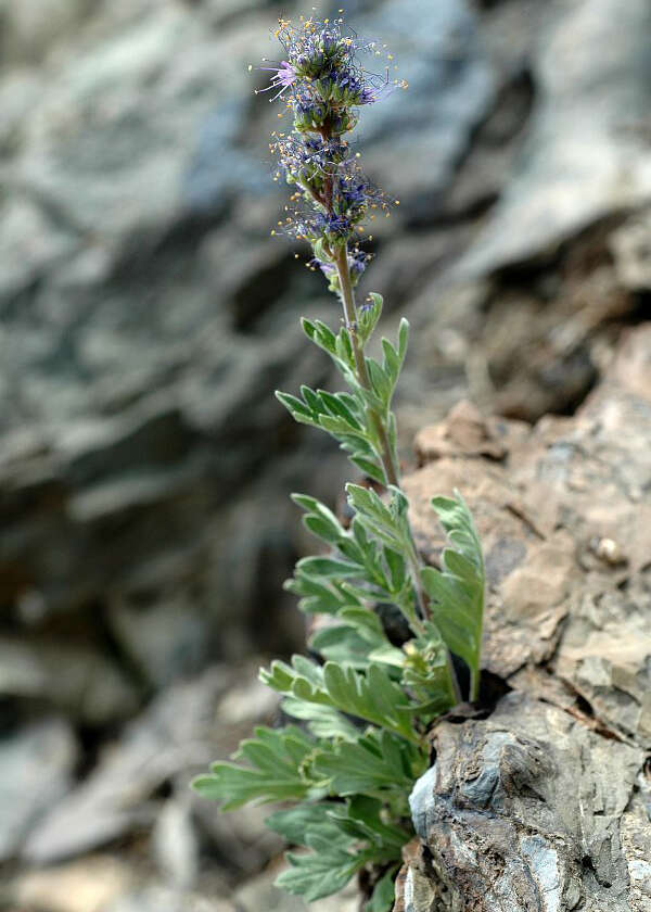 Image of silky phacelia