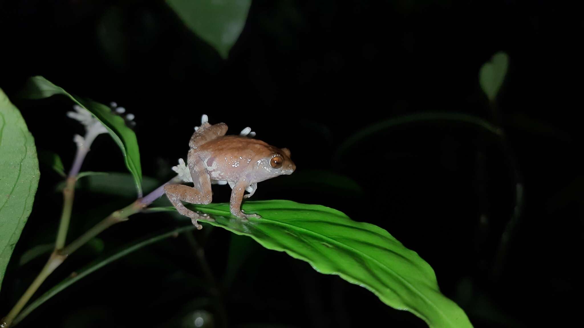 Image of Kudremukh bush frog