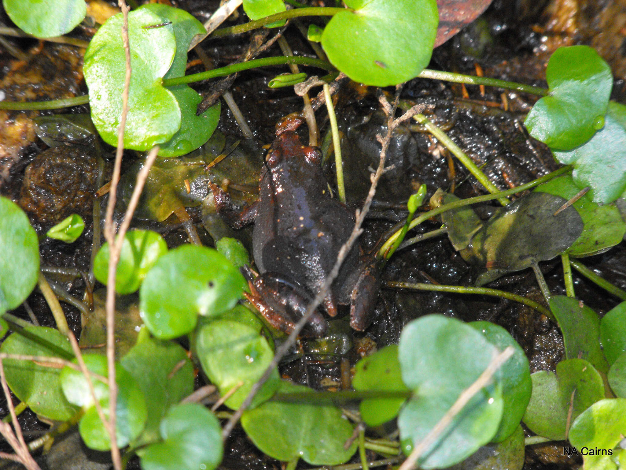 Image de Geocrinia leai (Fletcher 1898)