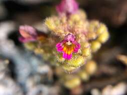 Image of Small Eyebright