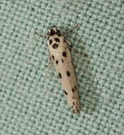 Image of Ethmia sporadica Turner 1941