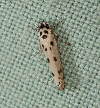 Image of Ethmia sporadica Turner 1941