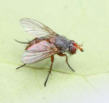 Image of Ceromya bicolor (Meigen 1824)