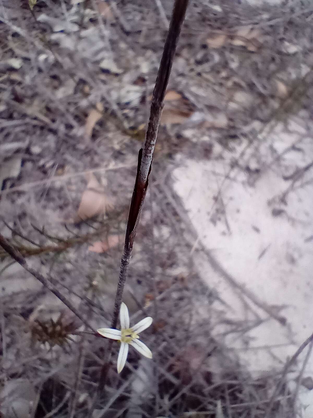 Wahlenbergia longifolia (A. DC.) Lammers resmi