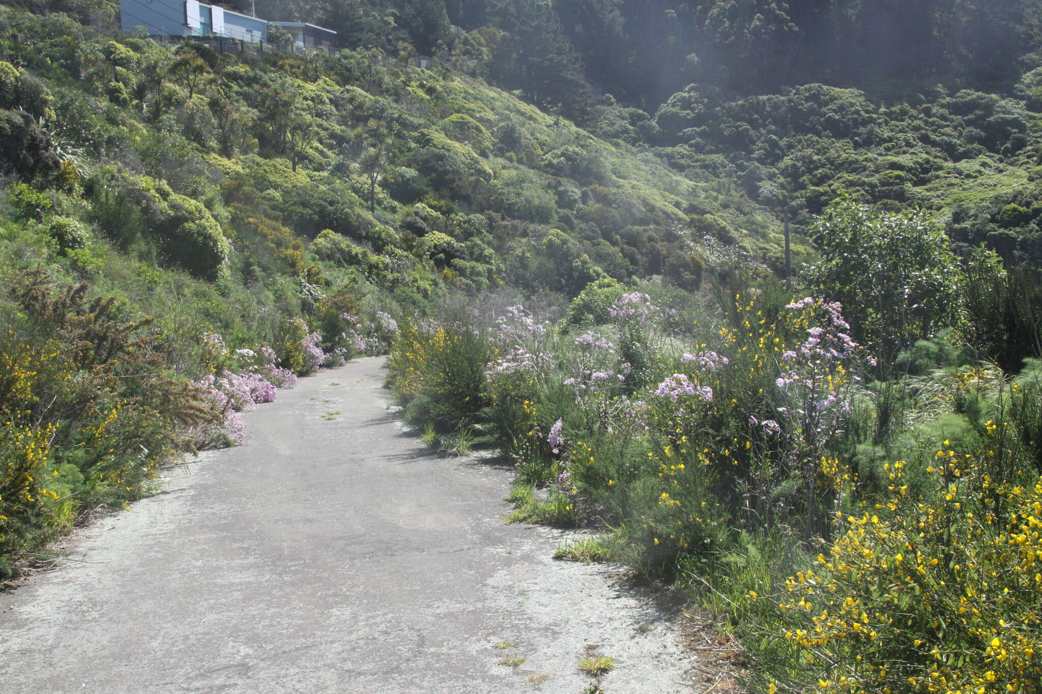 Senecio glastifolius L. fil. resmi