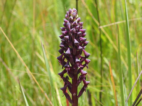 Image of Disa hircicornis Rchb. fil.