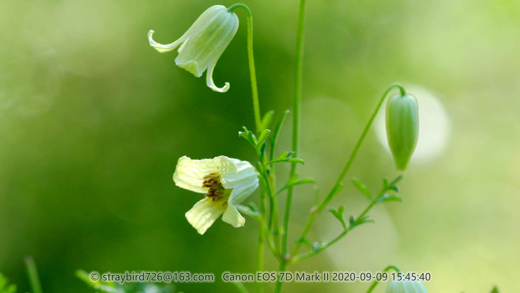 Imagem de Clematis aethusifolia Turcz.