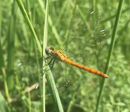 Image of Sympetrum tibiale (Ris 1897)