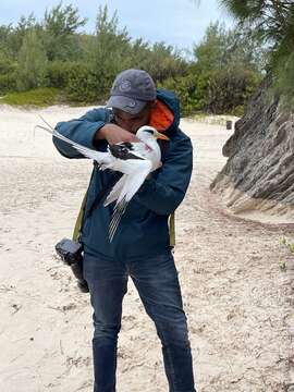 Image of longtail