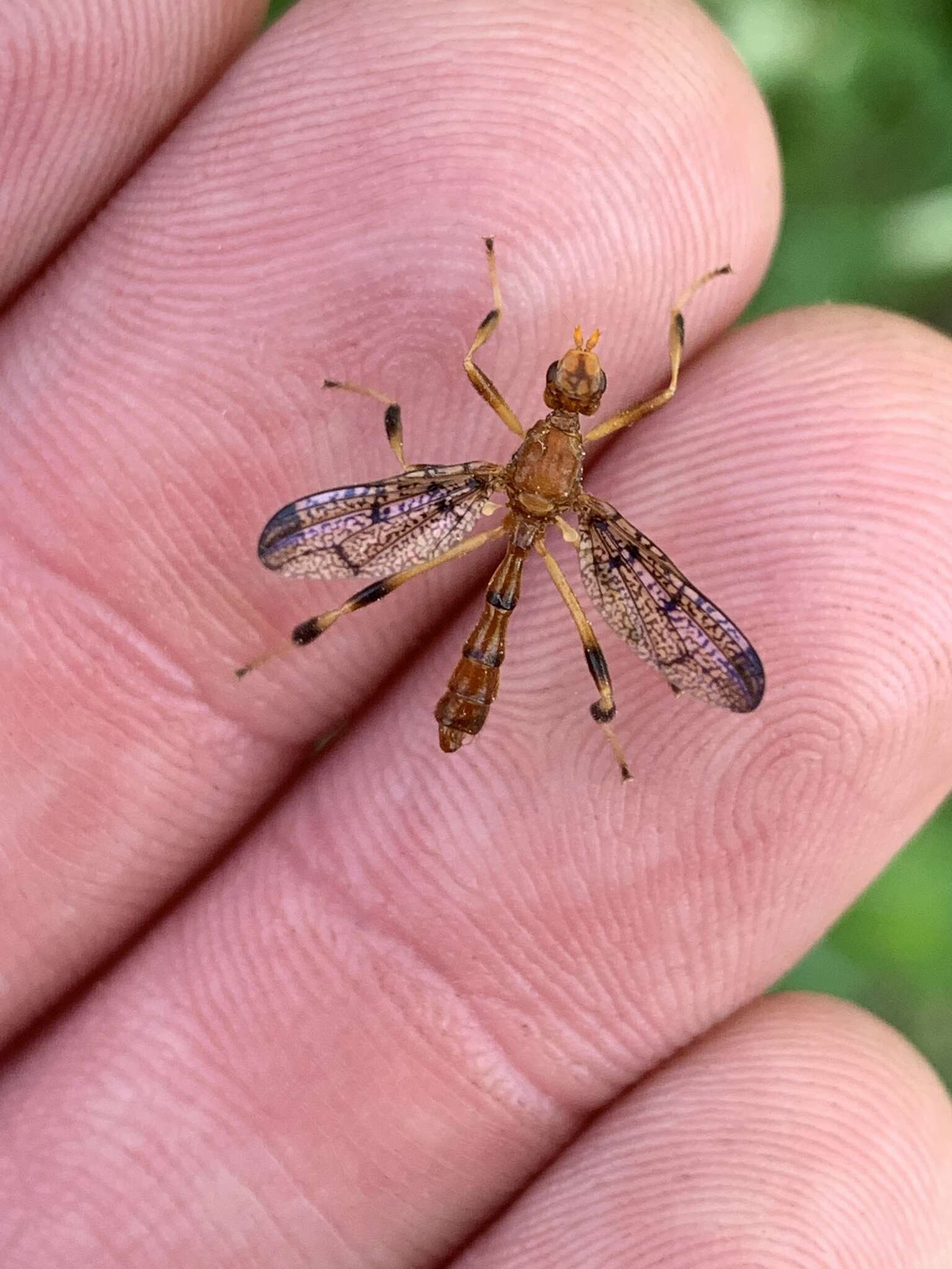 Image de Pyrgotella chagnoni