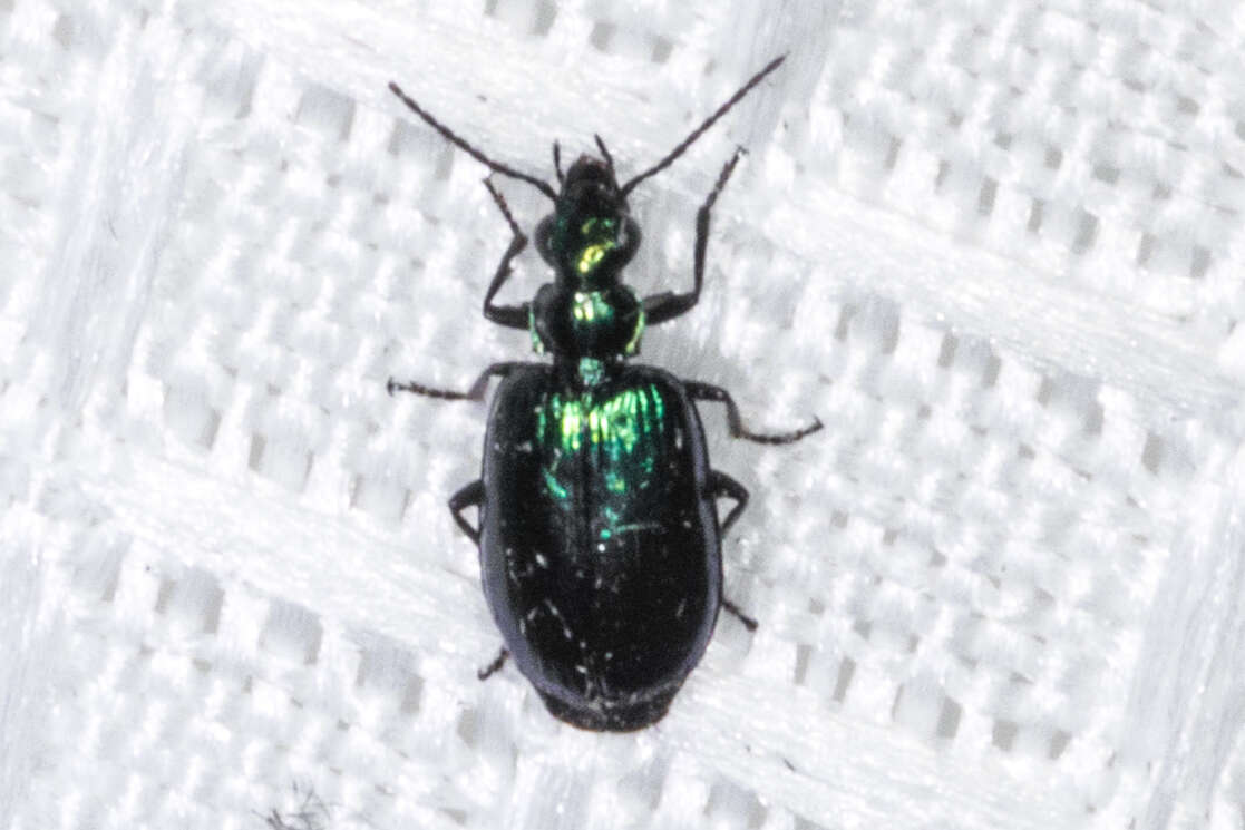 Image of Lebia (Lebia) viridis Say 1823