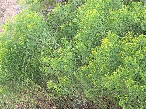 Image of Texas goldentop