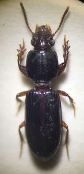 Image of Ground beetle