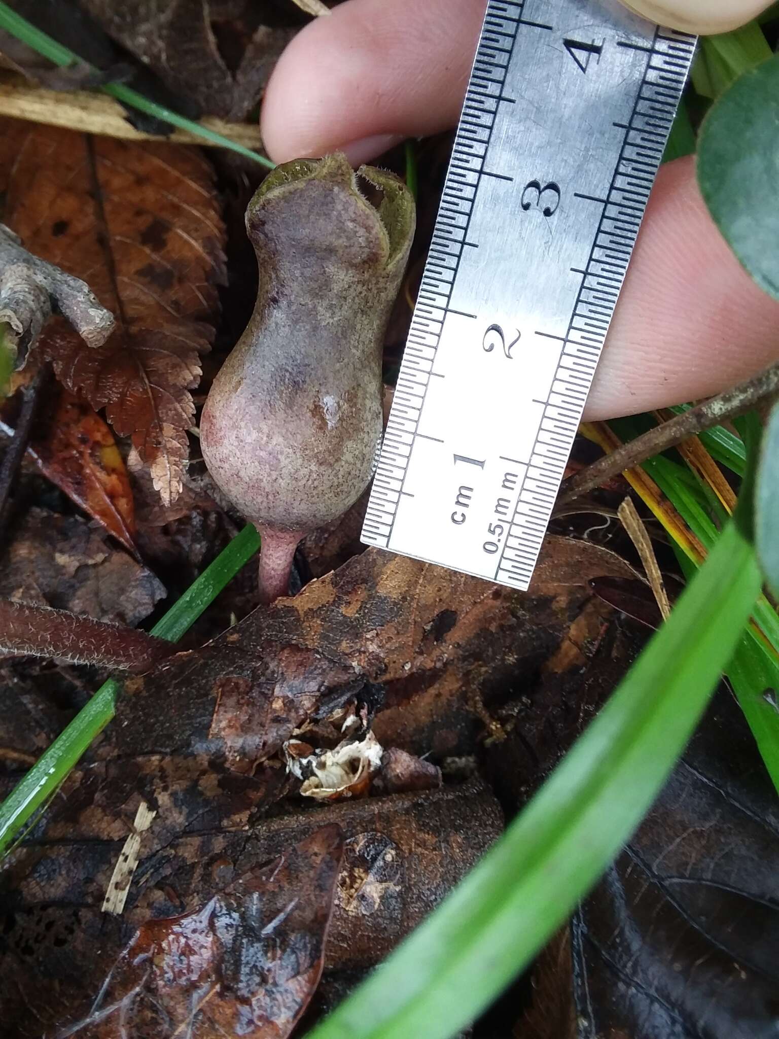 Image de Hexastylis arifolia var. callifolia (Small) H. L. Blomq.