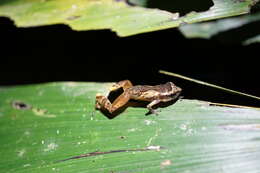 Image of Agua Buena Dink Frog