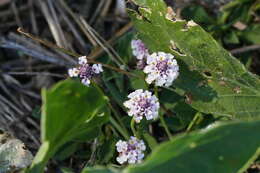 Phyla nodiflora (L.) Greene resmi