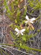 Image of Pelargonium tragacanthoides Burch.