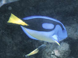 Image of Paracanthurus