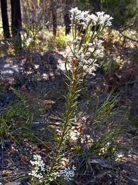 Image of Conospermum taxifolium C. F. Gaertner