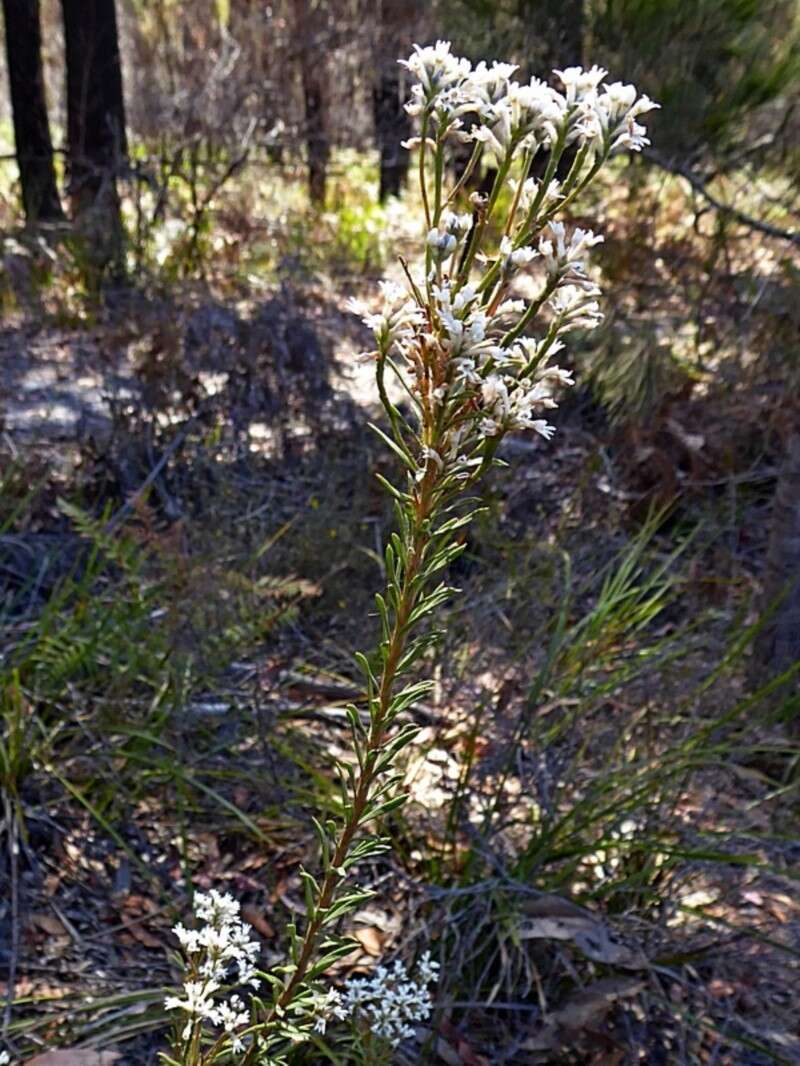 Image of Conospermum taxifolium C. F. Gaertner