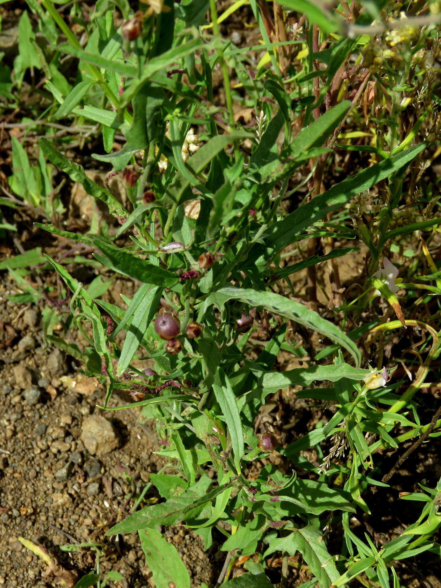 صورة Nemesia fruticans (Thunb.) Benth.