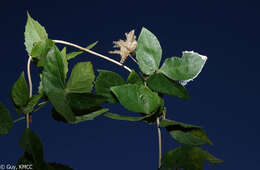 Plancia ëd Dalechampia clematidifolia Bojer ex Baill.