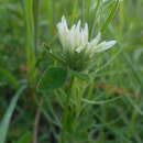Слика од Trifolium pallidum Waldst. & Kit.
