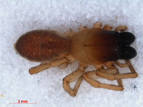 Image of <i>Clubiona phragmitis</i> C. L. Koch 1843