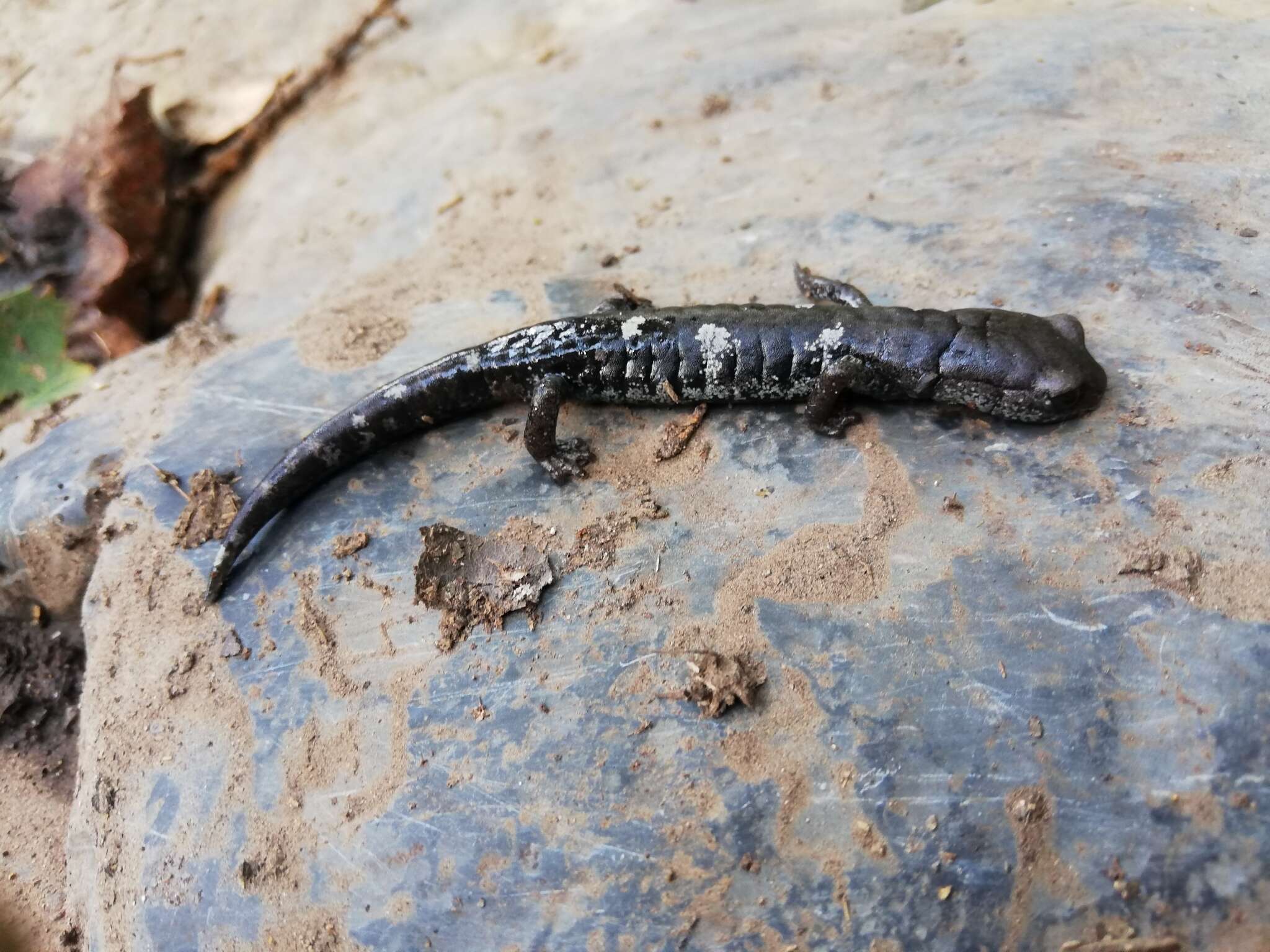 Image of Tamaulipan False Brook Salamander