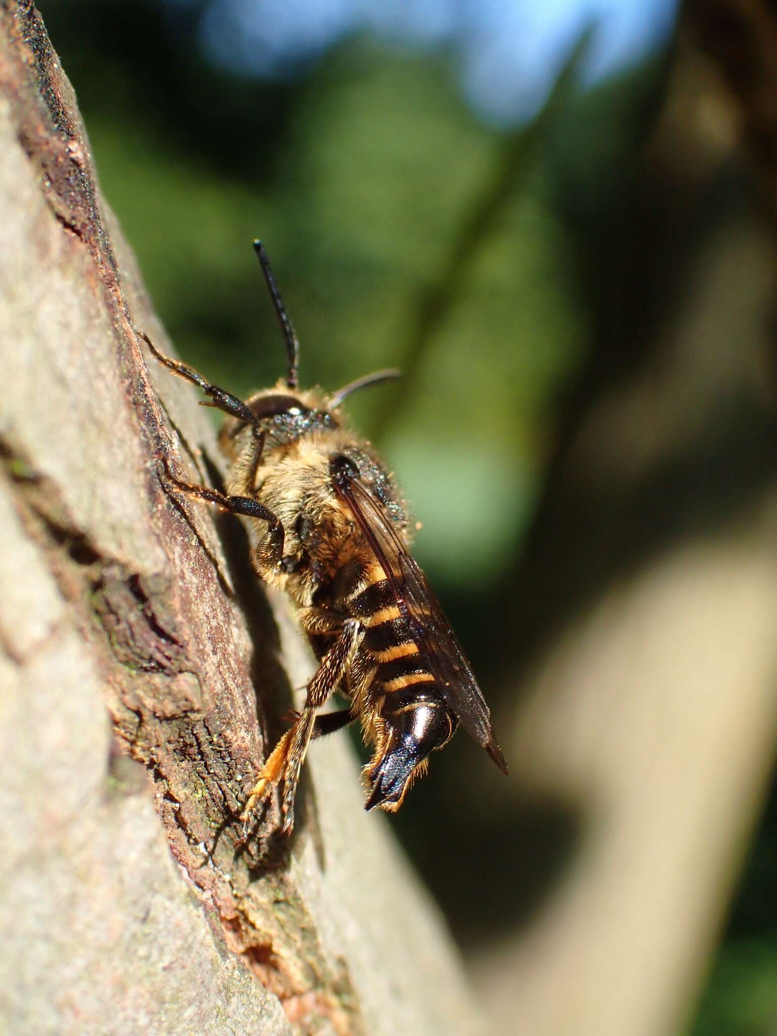 Imagem de Coelioxys alatus Förster 1853