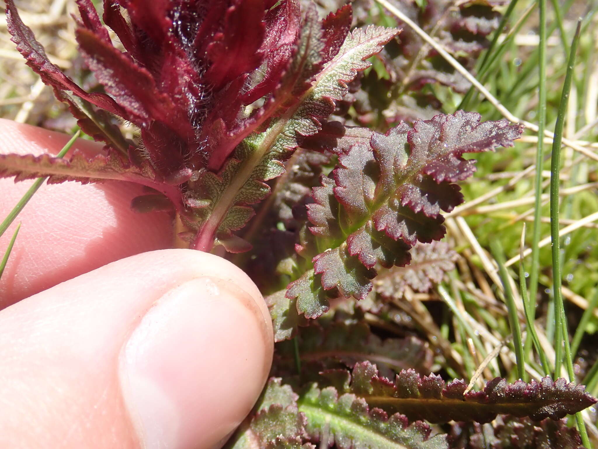 Imagem de Pedicularis olympica Boiss.