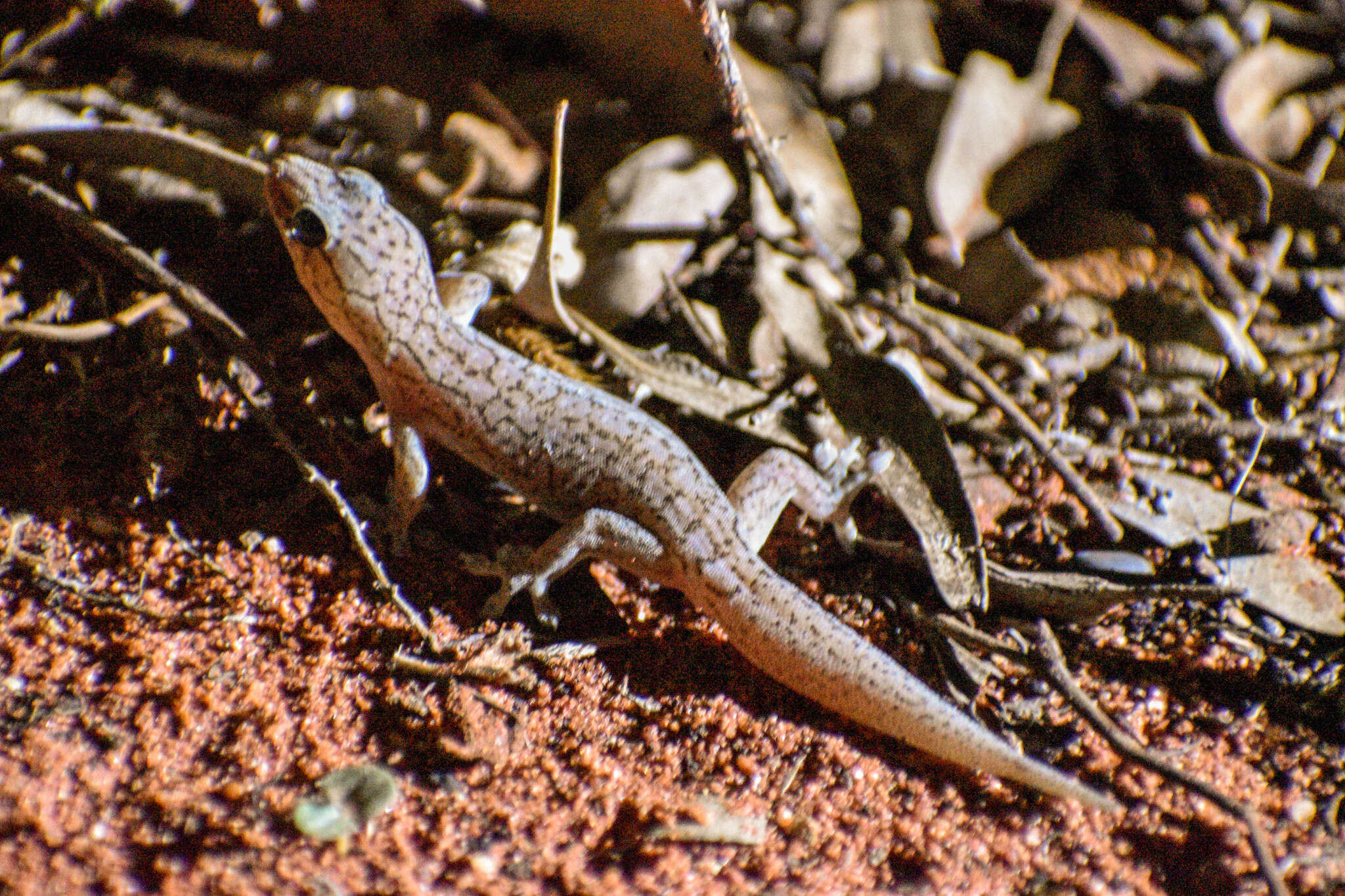 Image of Gehyra versicolor Hutchinson, Sistrom, Donnellan & Hutchinson 2014