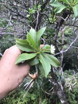 Image de Scaevola gaudichaudiana Cham.