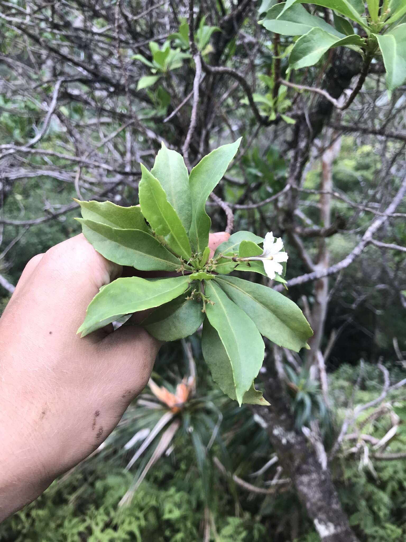 Image de Scaevola gaudichaudiana Cham.