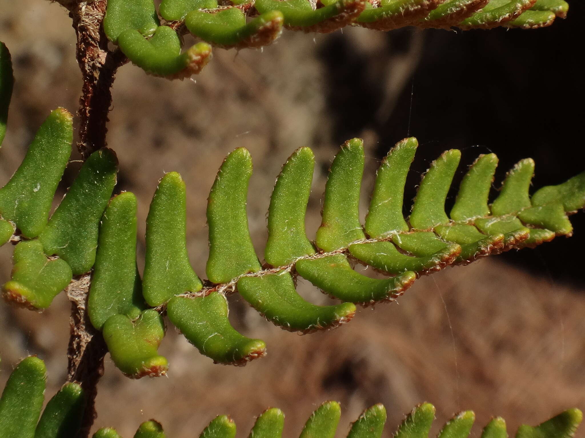 Image of Paragymnopteris marantae (L.) K. H. Shing