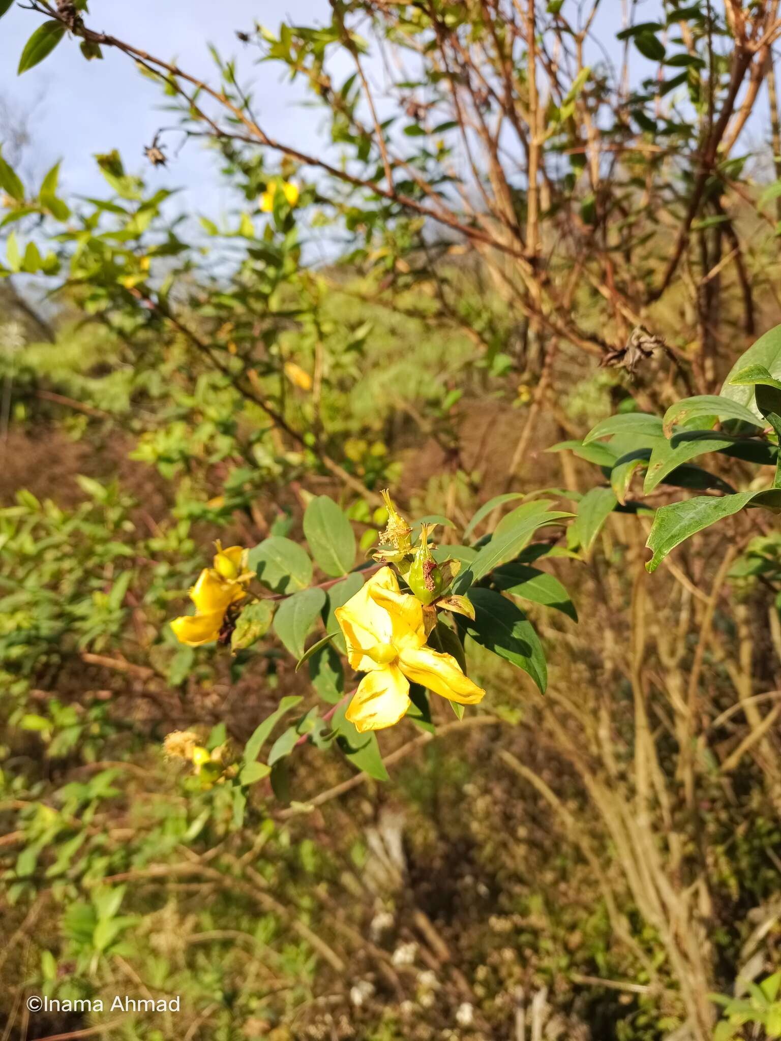 Image of Hypericum leschenaultii Choisy